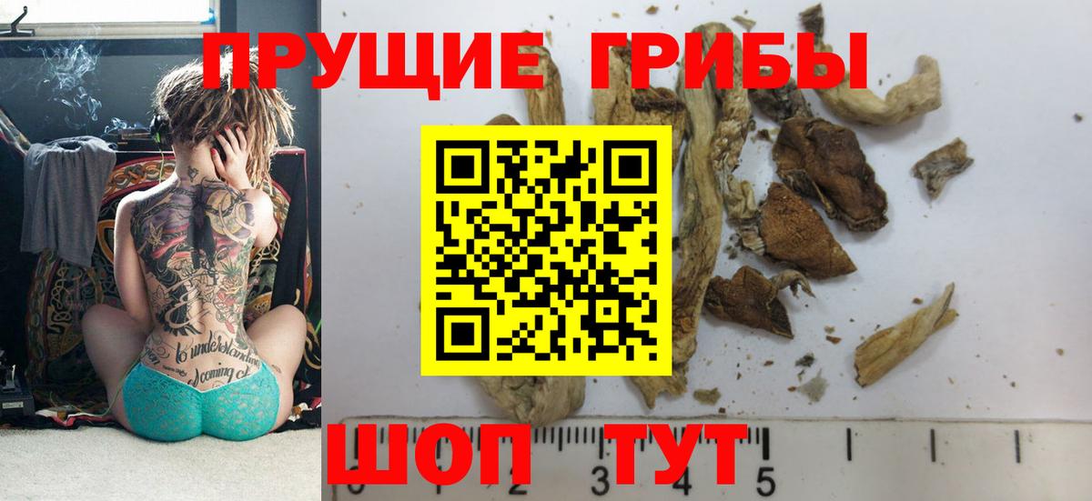 Псилоцибиновые грибы Psilocybine cubensis Шарыпово